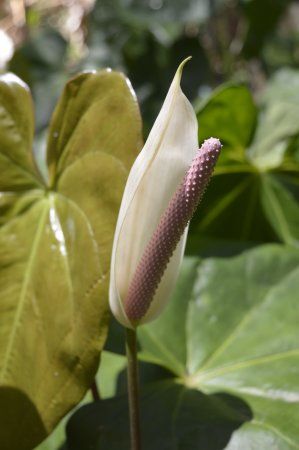 Kot Man-Ya Exotic Flower Garden